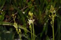 Dendrobium spike after a week